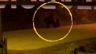 Kış uykusundan uyanan aç ayı Uzungöl merkezine indi