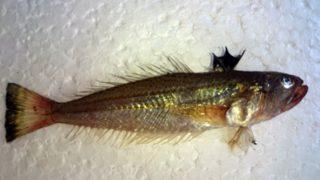 Zehirli trakonya balığı kıyıya kadar geldi