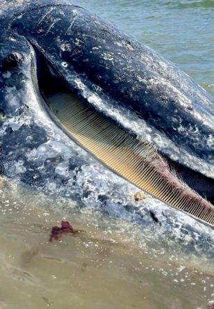 Okyanus bek&ccedil;ileri! 8 g&uuml;nde 4 tanesi kıyıya vurdu