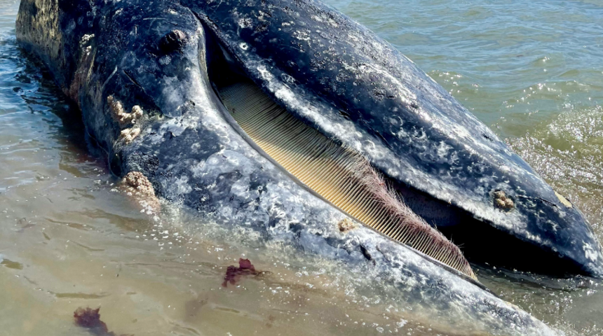 Kaliforniya’da 8 gün içinde 4 gri balina cesedi bulundu