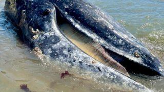 Kaliforniya’da 8 gün içinde 4 gri balina cesedi bulundu