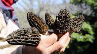 Doğal yolla yetişiyor! Kilosu bin lira