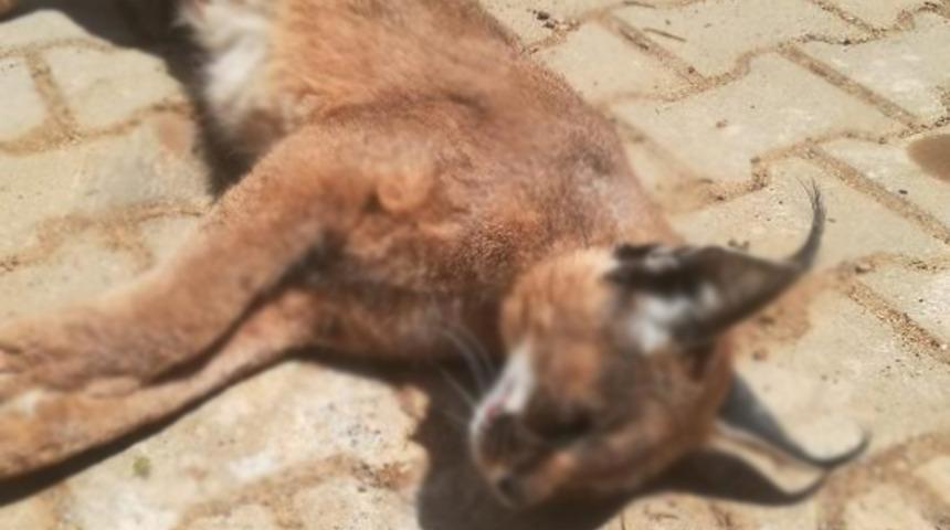 Muğla'da nesli tükenme tehlikesi altında olan 'Karakulak' ölü bulundu