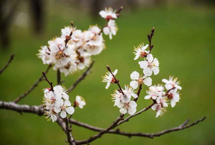 Kars'ta çiçek açan kayısı ağaçları görsel şölen sunuyor G1