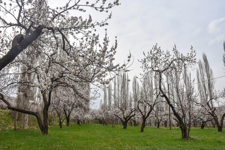 Kars'ta çiçek açan kayısı ağaçları görsel şölen sunuyor G2