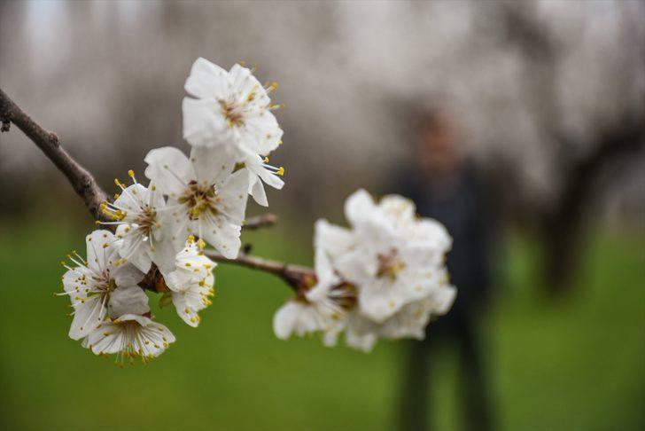Kars'ta çiçek açan kayısı ağaçları görsel şölen sunuyor G3