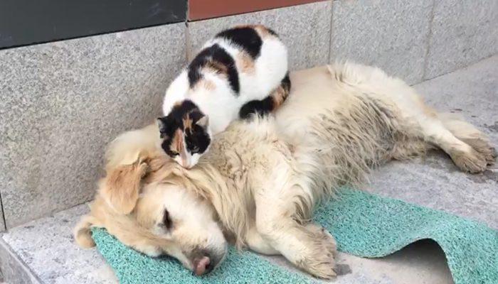 Köpeğe masaj yaparak üzerine yatan kedi görenleri şaşırttı