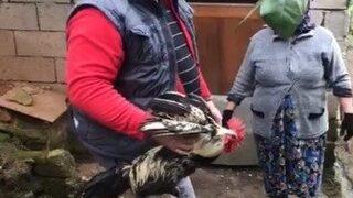 'Anne' diye bağıran horoz, son anda kesilmekten kurtuldu!