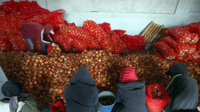 TMO, Polatlı'da ihtiyaç sahiplerine dağıtılacak soğanın alımına başladı