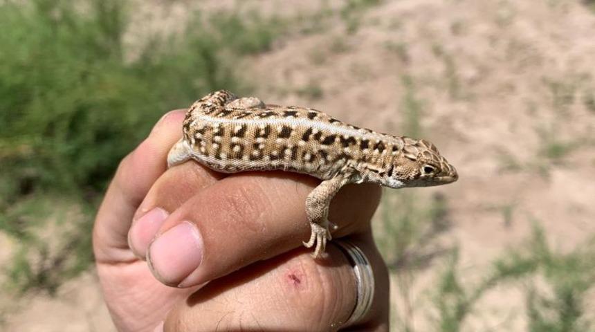 Sosyal medyada görüp harekete geçtiler! Yeni bir kertenkele türünü kayıt altına aldılar