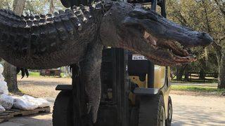 ABD'de öldürülen timsahın midesinden çıkanlar görenleri şaşkına çevirdi