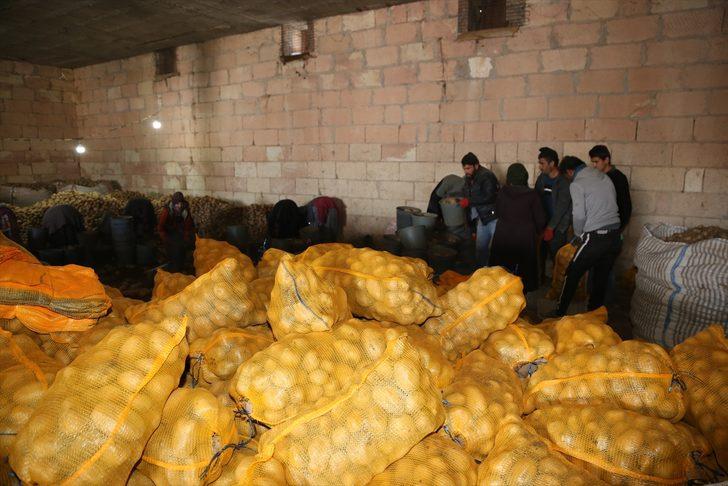 Depoda kalan patates, TMO tarafından üreticiden alınıp ihtiyaç sahiplerinin sofrasına ulaştırılıyor G1
