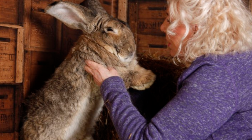 Dünyanın en büyük tavşanını çaldılar! Polis, her yerde onu arıyor