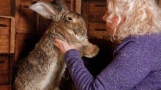Dünyanın en büyük tavşanını çaldılar! Polis, her yerde onu arıyor