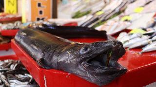 Çanakkale Boğazı'nda 1,5 metrelik mıgri yakalandı