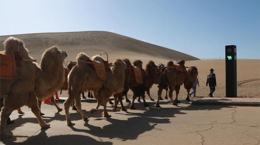 Develere özel trafik lambası