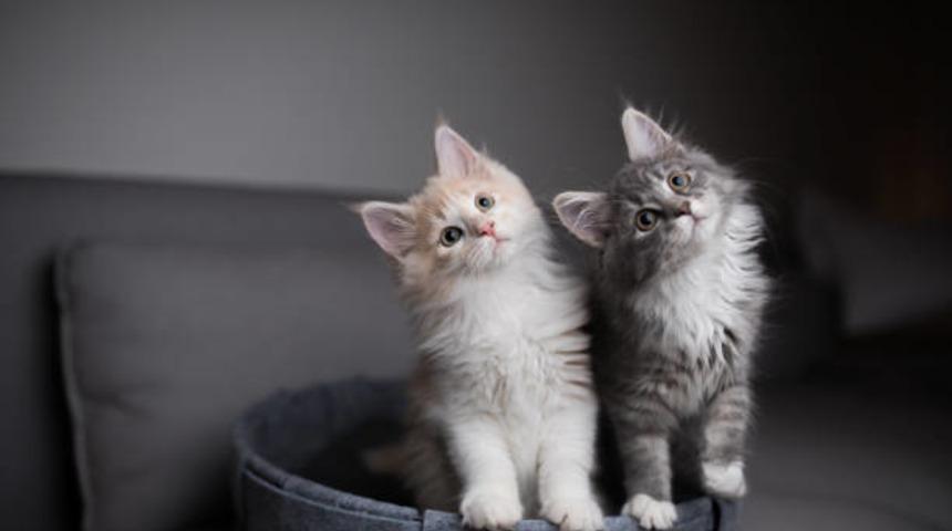 Bu kediler servet değerinde! Dünyanın en pahalı kedi türleri 