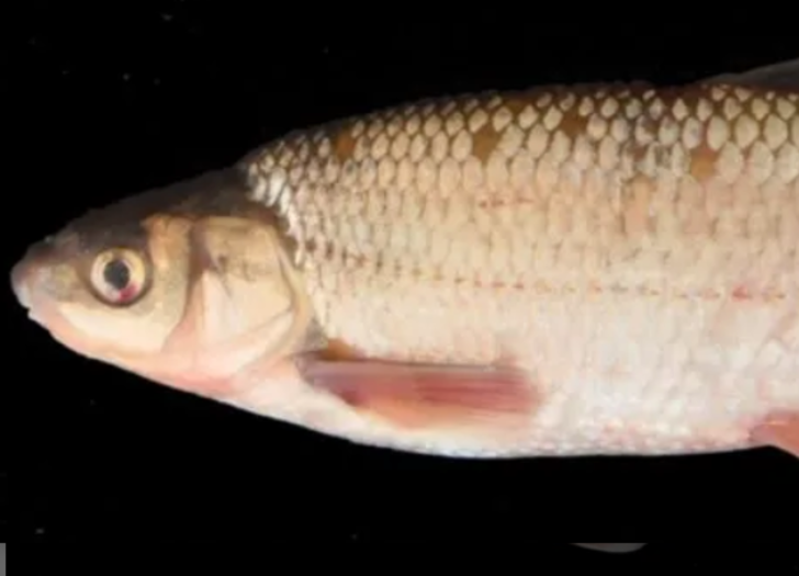 Dünya için yeni bir tür! İzmir'deki Tahtalı Baraj Gölü'nde yeni bir balık türü keşfedildi
