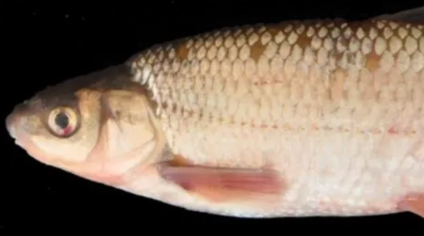 Dünya için yeni bir tür! İzmir'deki Tahtalı Baraj Gölü'nde yeni bir balık türü keşfedildi