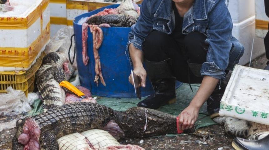 DSÖ: Canlı hayvan pazarlarını kapatın