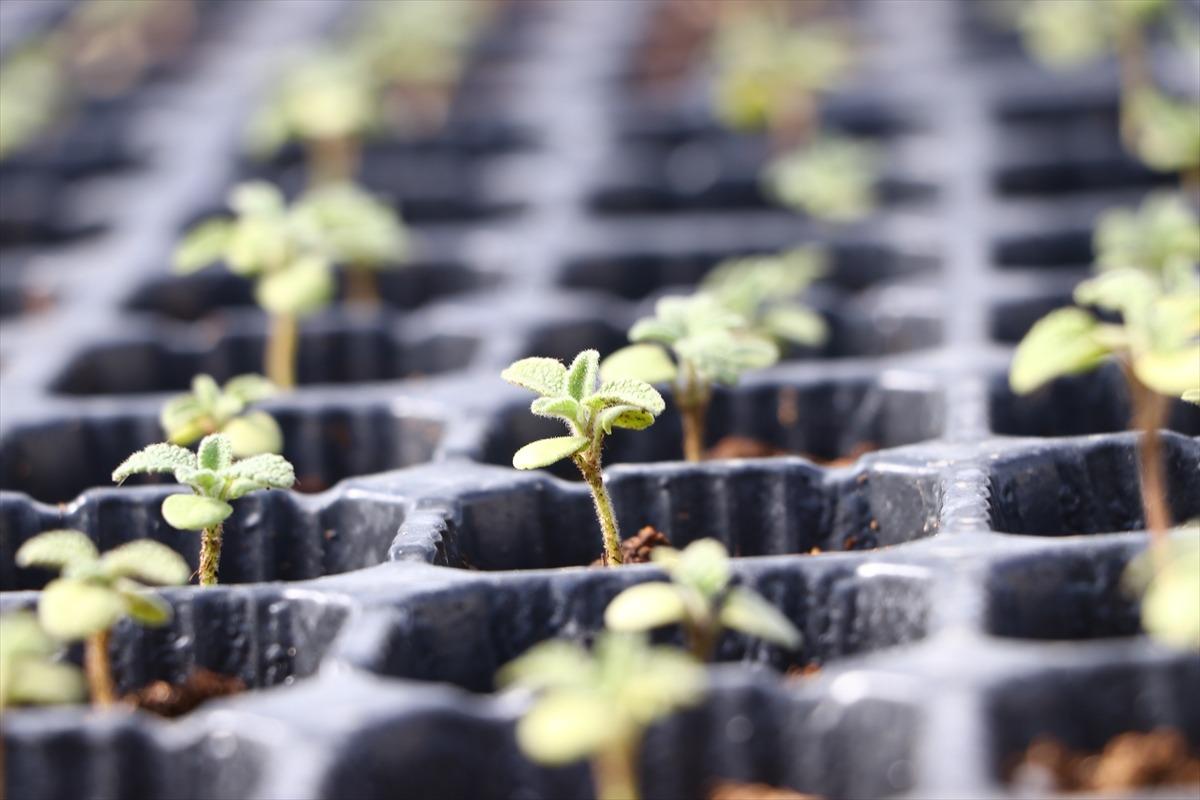Tekirdağ'da &ccedil;ift&ccedil;ilere gelirlerinin artırılması amacıyla 56 bin ada &ccedil;ayı fidesi dağıtıldı