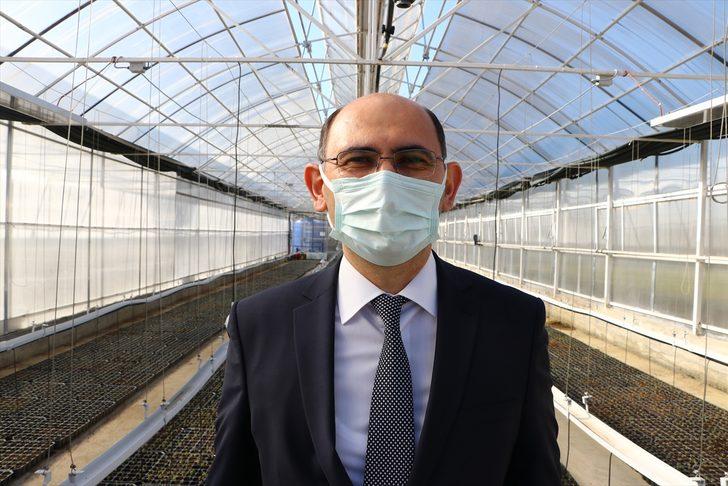 Tekirdağ'da çiftçilere gelirlerinin artırılması amacıyla 56 bin ada çayı fidesi dağıtıldı G4