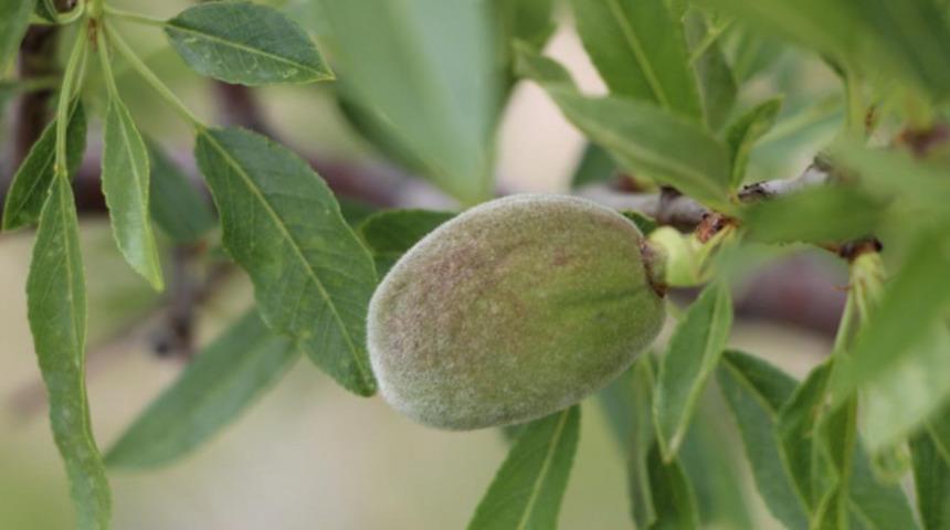 Çağla bademin fiyatı 5'e katladı