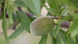 Çağla bademin fiyatı 5'e katladı