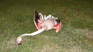 İzmir'de 9 flamingonun 'travmatik etkenlerle oluşan iç kanama'dan öldüğü belirlendi