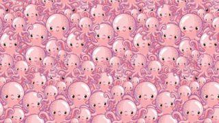 Görsel algılama yeteneğinizi geliştirecek bir bulmaca! Saklanan denizanasını bulabilir misiniz?