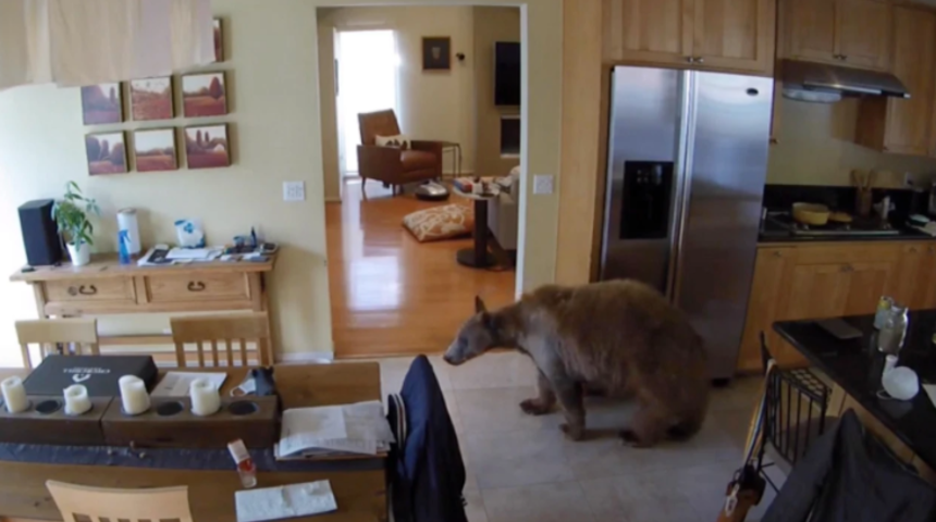 Davetsiz misafir! Eve giren ayıyı evin iki sakini kovaladı, korkudan tuvaletini yaptı