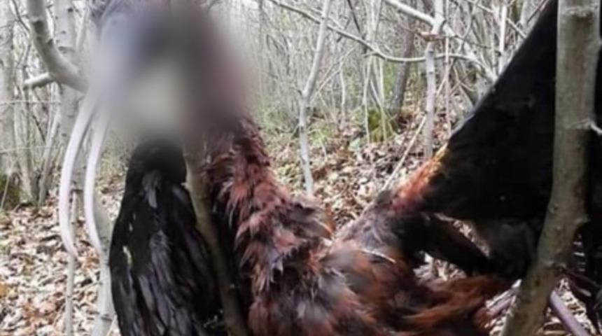 Göçü yarım kaldı! Ağaçlara takılı halde bulunan Çeltikçi kuşu, göreni şaşkına çevirdi