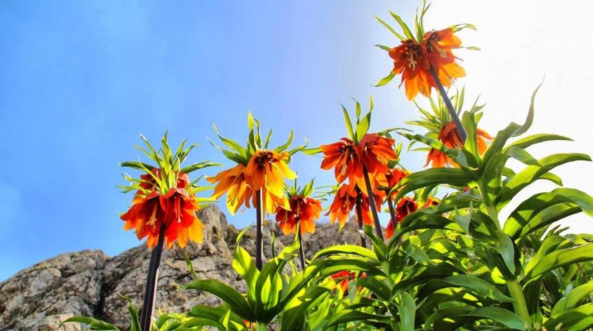 Dokunan yanar! Bu çiçeği koparmanın cezası 60 bin lira