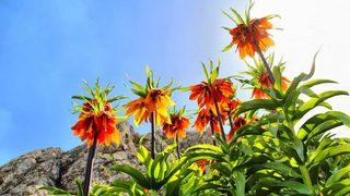 Dokunan yanar! Bu çiçeği koparmanın cezası 60 bin lira