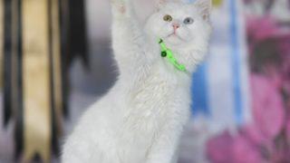 Van Gölü’nü uzaydan fotoğrafını çeken astronota Van kedisi hediyesi