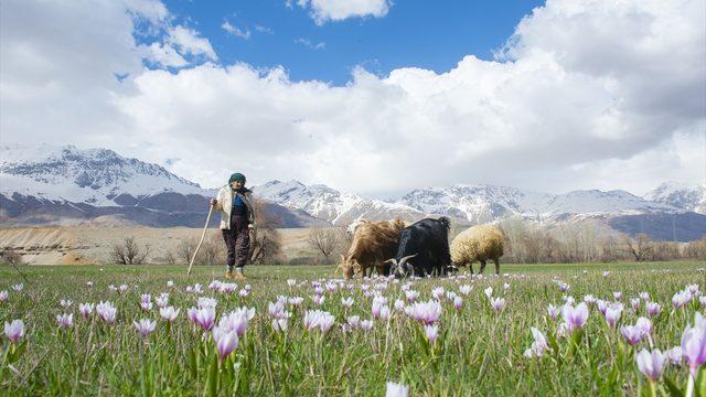 Tunceli baharın müjdecisi çiçeklerle renklendi