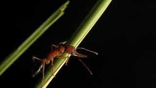 Beynini büyütüp küçültebilen ilk böcek türü bulundu!