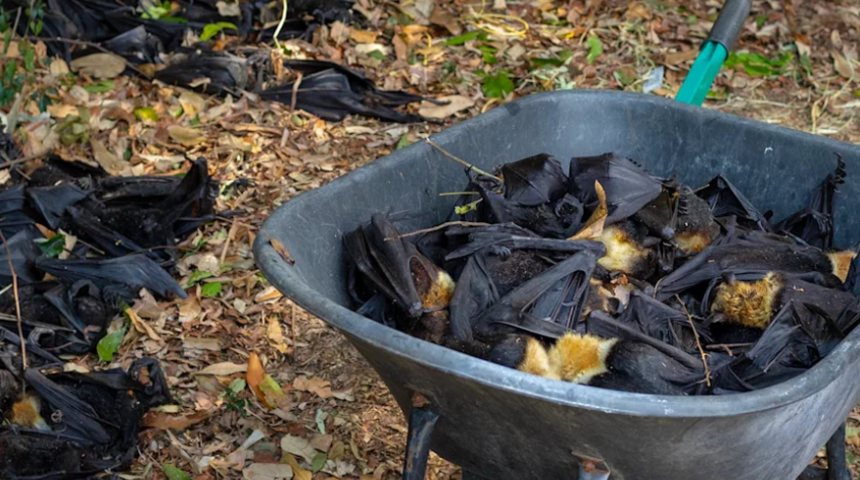 23 binin üzerinde! Topluca ölmeye başladılar, nesilleri tükeniyor
