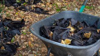 23 binin üzerinde! Topluca ölmeye başladılar, nesilleri tükeniyor