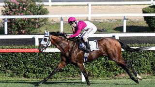 Atlar çime çıktı, Gazi Koşusu ateşi yakıldı