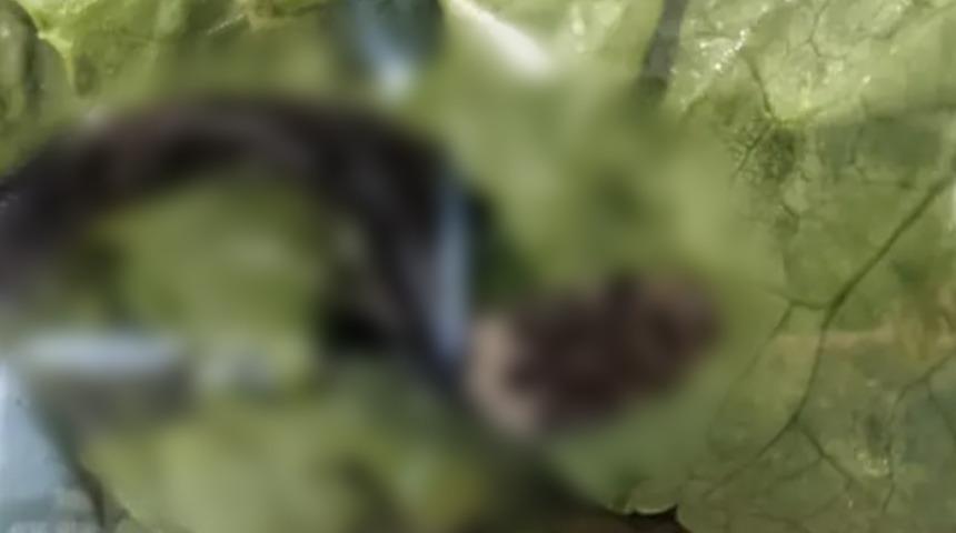 'Bu kadar da olmaz' dedirtti! Marketten aldığı yeşillikten yılan çıktı