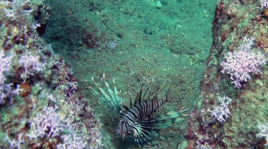 Alarm veriyor... Denizlerde aslan balığı tehlikesi! Diğer balıkların yavrularını yiyor