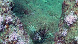 Alarm veriyor... Denizlerde aslan balığı tehlikesi! Diğer balıkların yavrularını yiyor