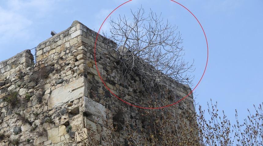 Top ve güllelerin delemediği tarihi kale surlarını incir çekirdeği deldi! 