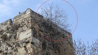 Top ve güllelerin delemediği tarihi kale surlarını incir çekirdeği deldi! 