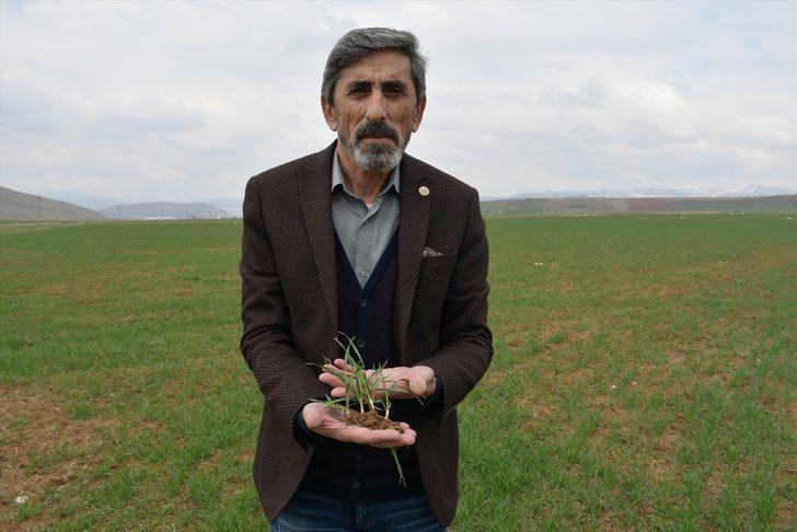 Buğday ekim alanı yüzde 30 artan Sivas'ta bahar yağışları çiftçiye can suyu oldu G2