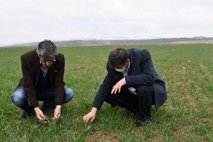 Buğday ekim alanı yüzde 30 artan Sivas'ta bahar yağışları çiftçiye can suyu oldu G3