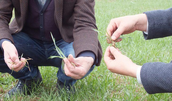 Buğday ekim alanı yüzde 30 artan Sivas'ta bahar yağışları çiftçiye can suyu oldu G4