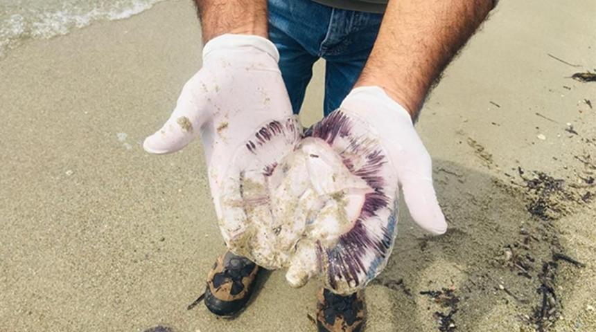 Kuşadası'nda ölü denizanaları kıyıya vurdu! Çok önemli uyarı