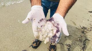 Kuşadası'nda ölü denizanaları kıyıya vurdu! Çok önemli uyarı
